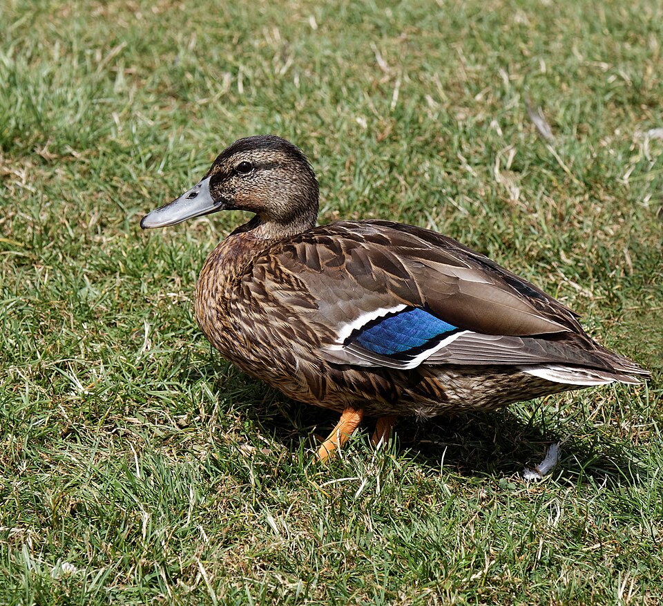 Canard colvert mâle