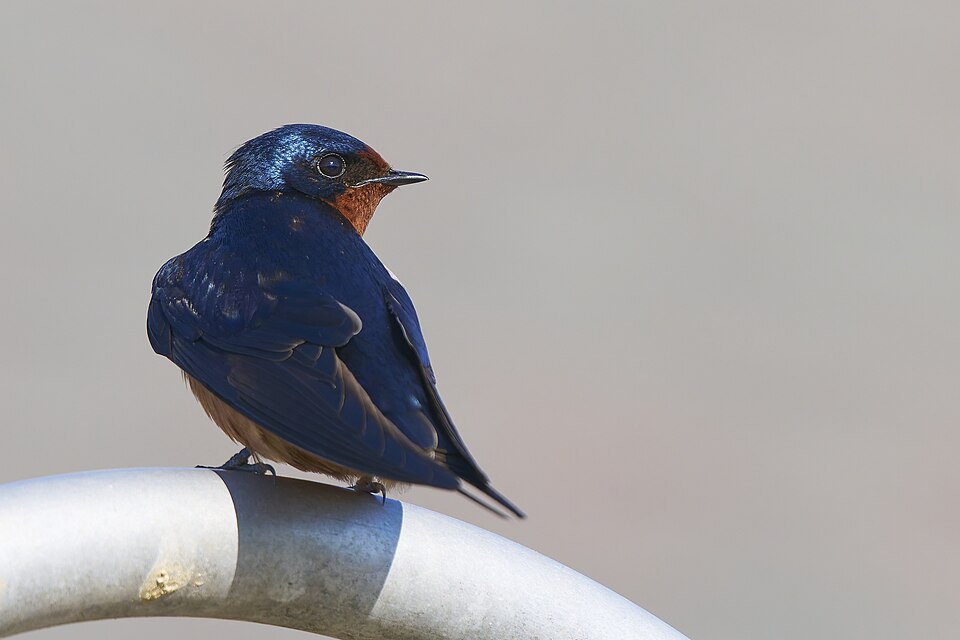 Hirondelle rustique