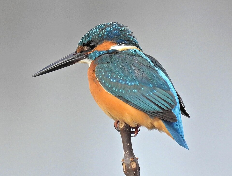 Martin-pêcheur