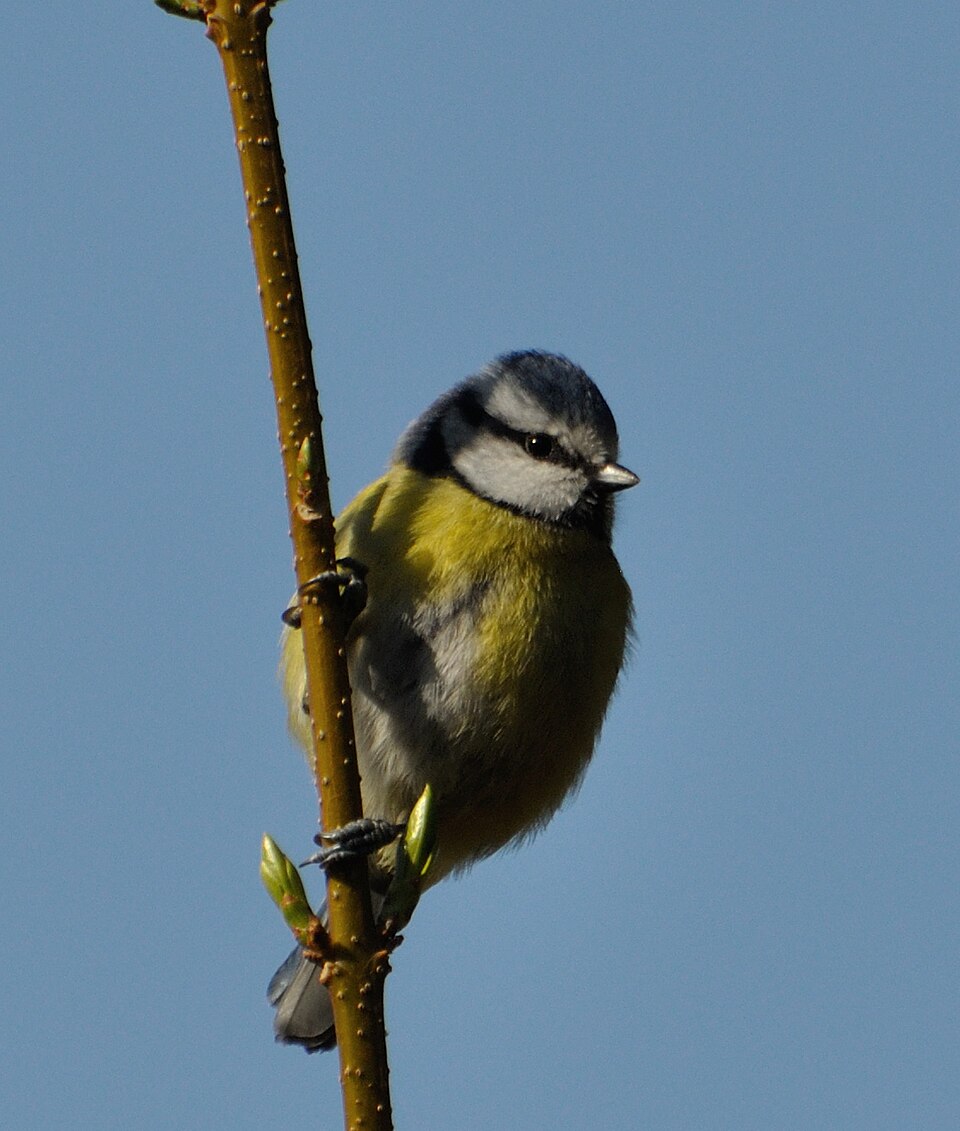 Mésange bleue