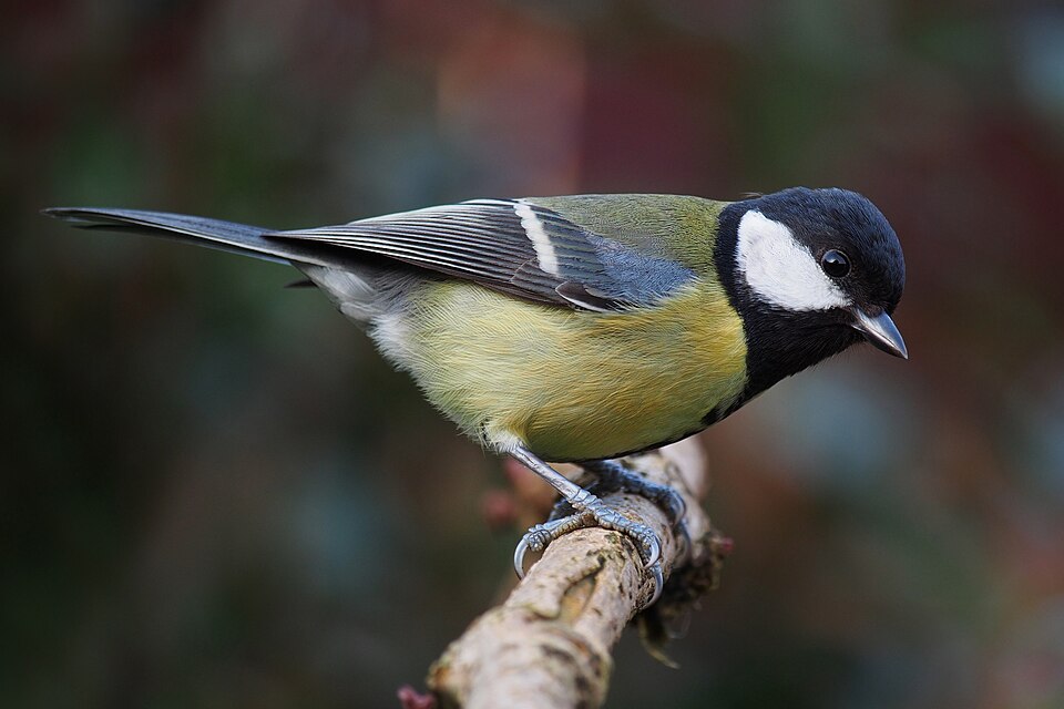 Mésange Charbonnière