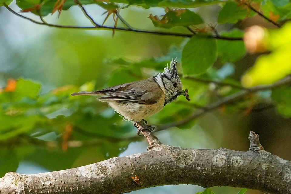 Mésange huppée