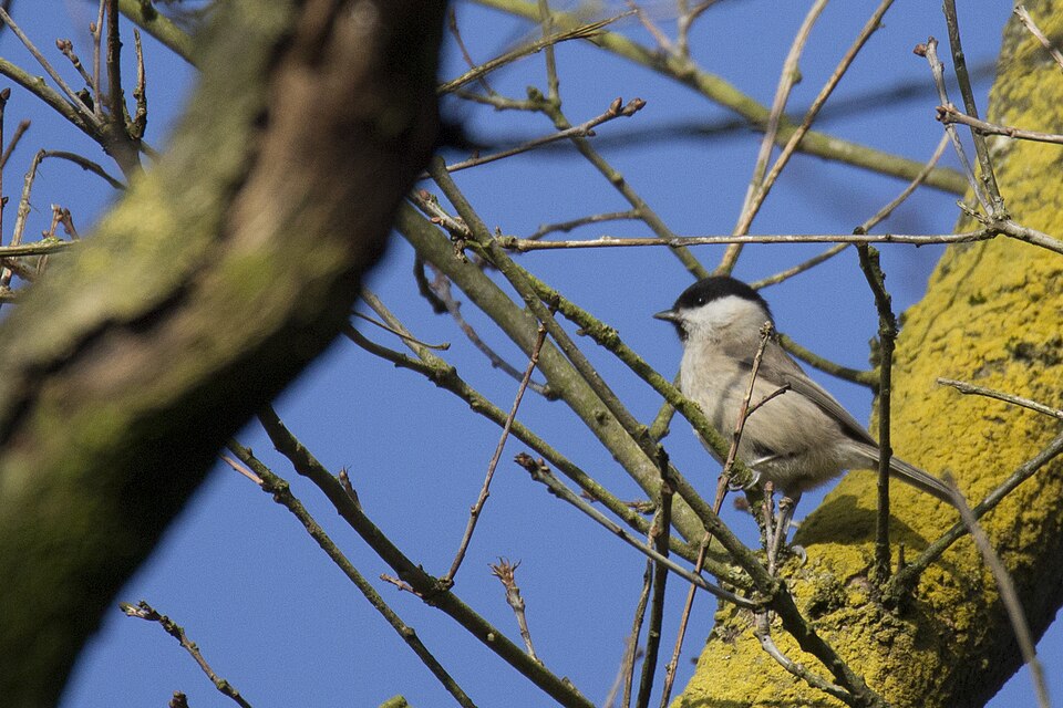 Mésange nonnette