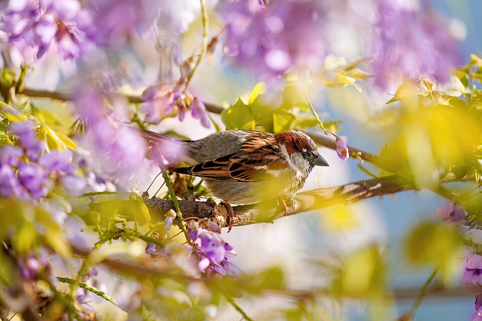 Moineau domestique