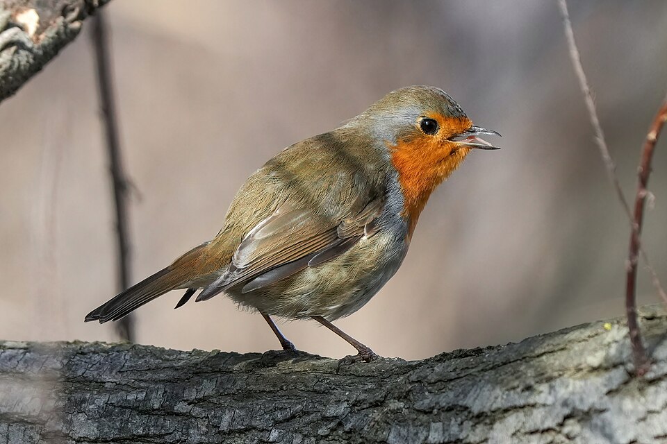 Rouge-gorge familier