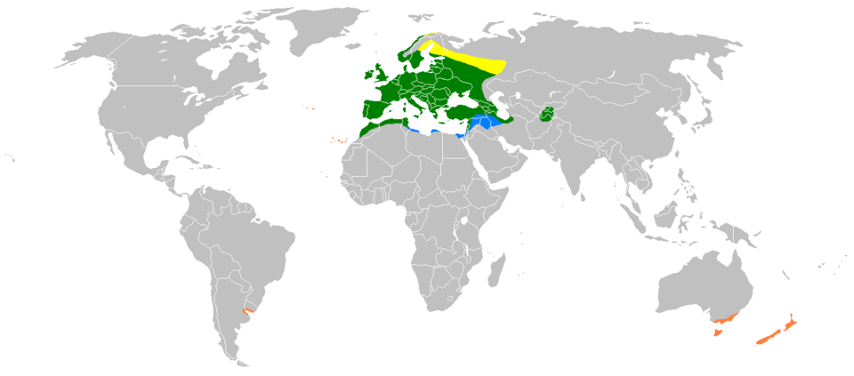 Verdier d’Europe